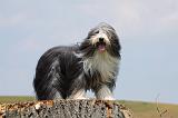 BEARDED COLLIE 264